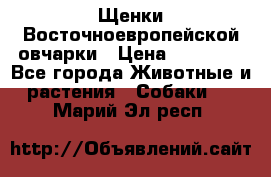 Щенки Восточноевропейской овчарки › Цена ­ 25 000 - Все города Животные и растения » Собаки   . Марий Эл респ.